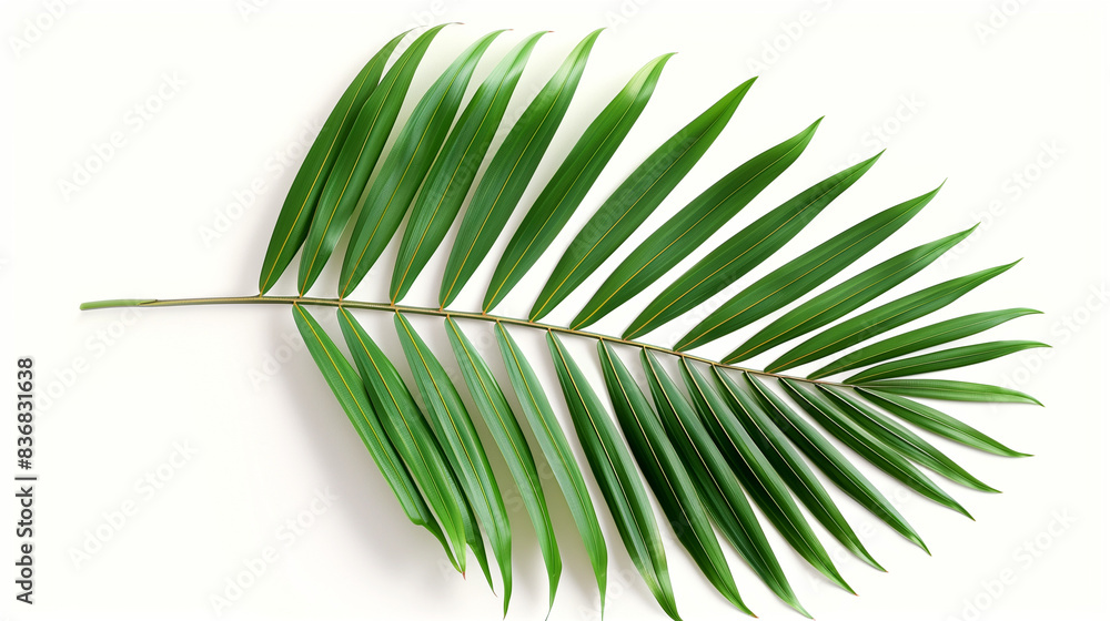 Fototapeta premium tropical palm leaf isolated on transparent background, leaf cut out 