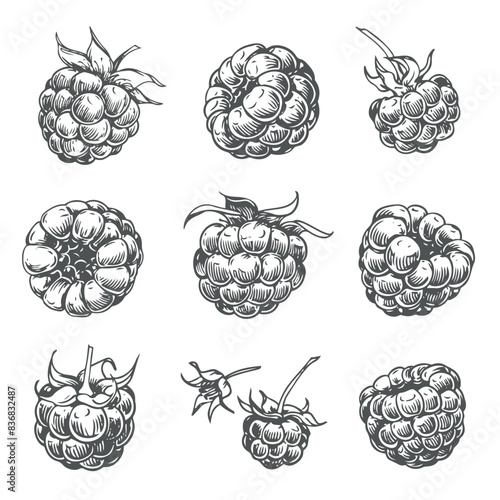 Set of vector drawings of Raspberries. Berries, flowers, leaves. Engraving style illustration. Farm harvest isolated on white background. Great for label, poster, print, logo. Vector.