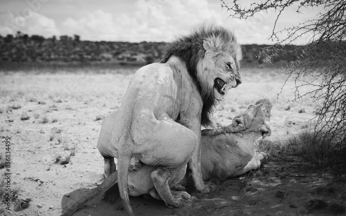 Photography wild Kalahari lion and lioness mating