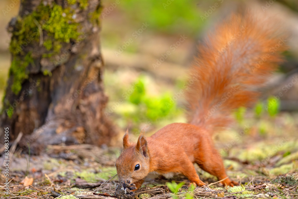 Fototapeta premium Wiewiórka pospolita (Sciurus vulgaris)