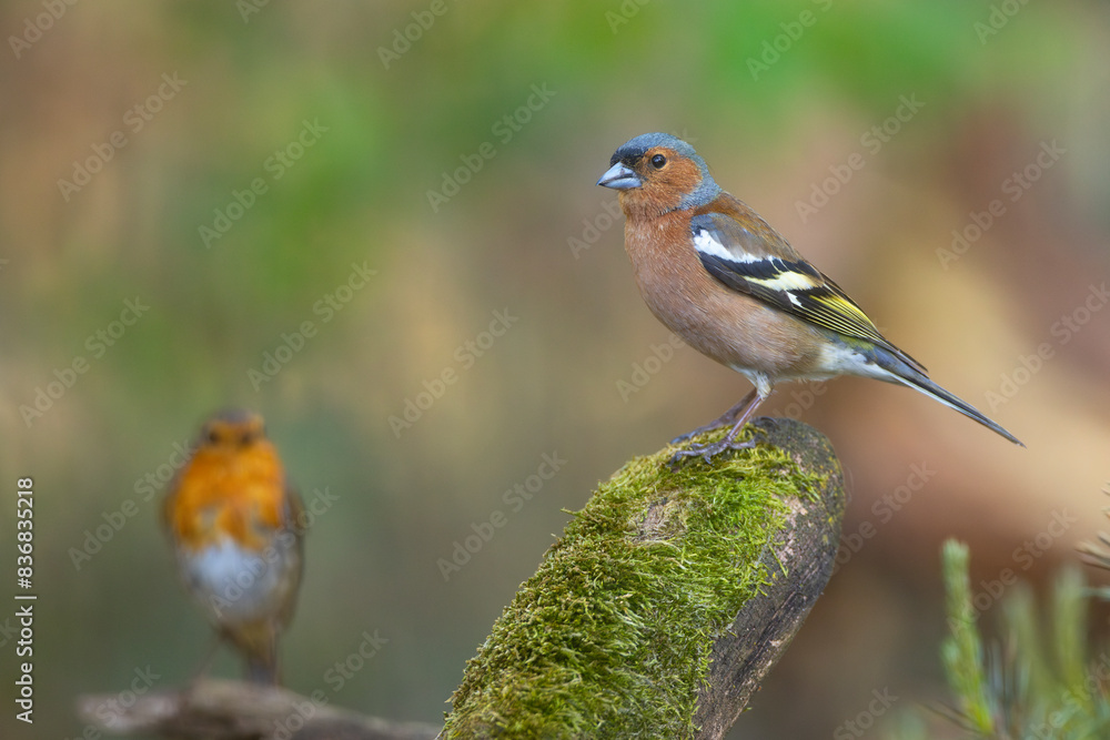 Fototapeta premium Zięba (Fringilla coelebs)
