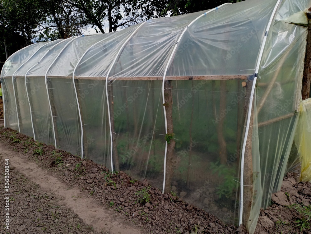 A greenhouse made of polyethylene film is stretched over a metal frame in the shape of arcs in which vegetables are grown. The subject of growing tomatoes and vegetables in special greenhouses made by