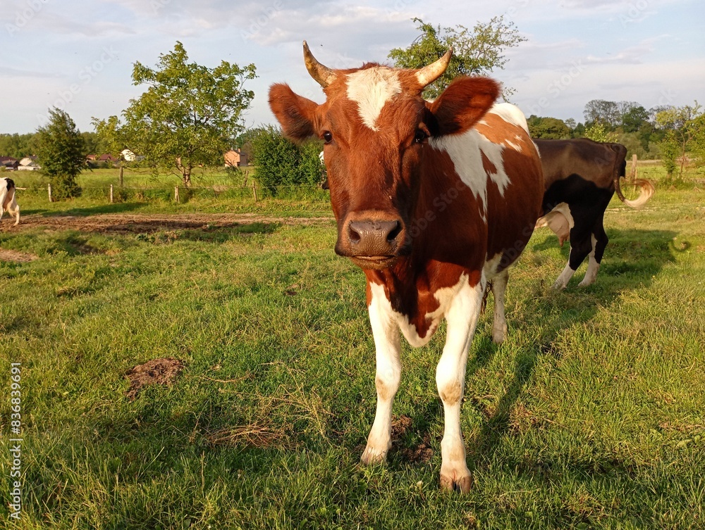 A brown spotted cow stands on a pasture against the background of a herd and looks straight into the camera lens. The topic of keeping cows and grazing them on spacious pastures with fresh green grass A brown spotted cow stands on a pasture against the background of a herd and looks straight into the camera lens. The topic of keeping cows and grazing them on spacious pastures with fresh green grass