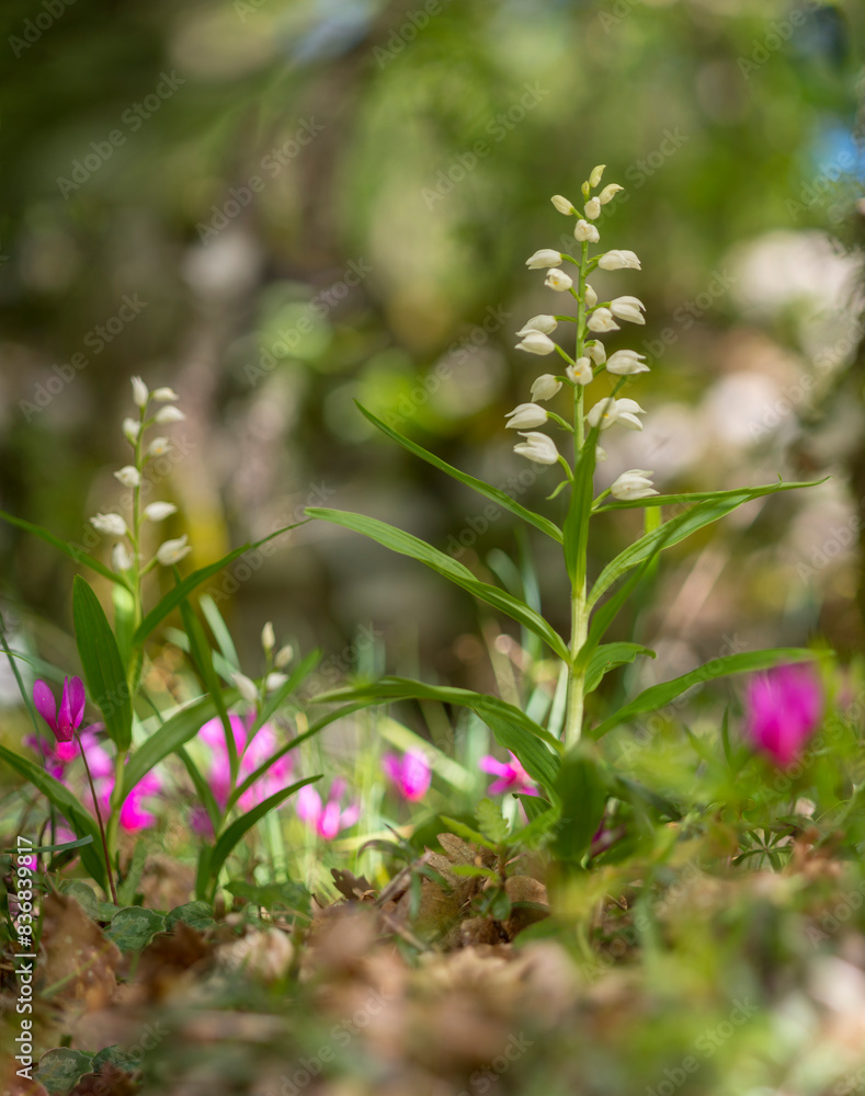 Narrow leaved Helleborine (Cephalanthera longifolia) in Springtime, White Wild Orchid Sardinia, Italy Santulussurgiu, Oristano Narrow leaved Helleborine (Cephalanthera longifolia) in Springtime, White Wild Orchid Sardinia, Italy Santulussurgiu, Oristano