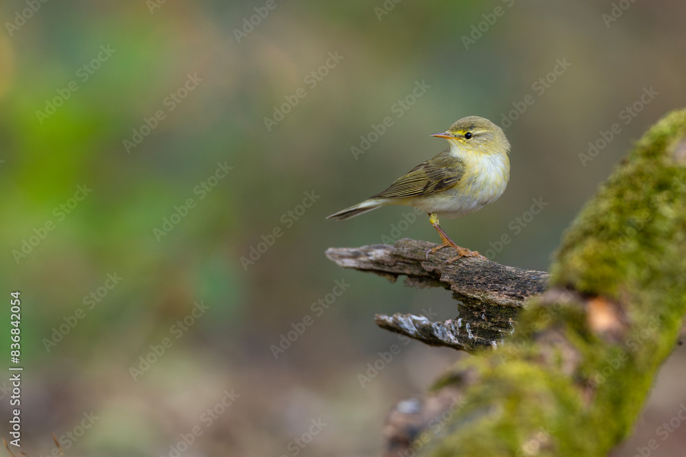 Obraz premium Piecuszek (Phylloscopus trochilus)