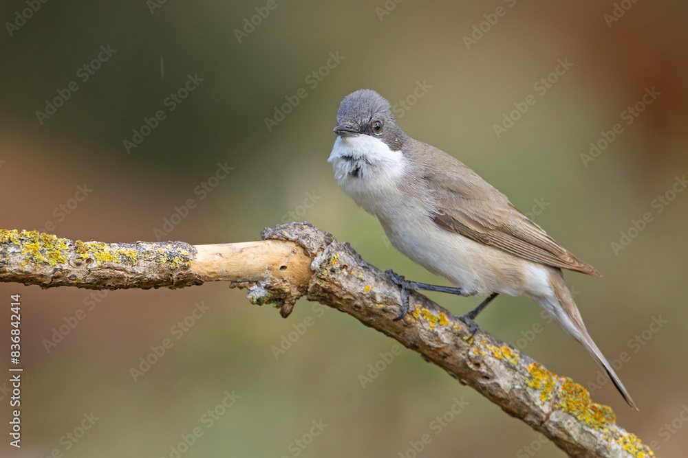 Fototapeta premium Piegża (Curruca curruca)
