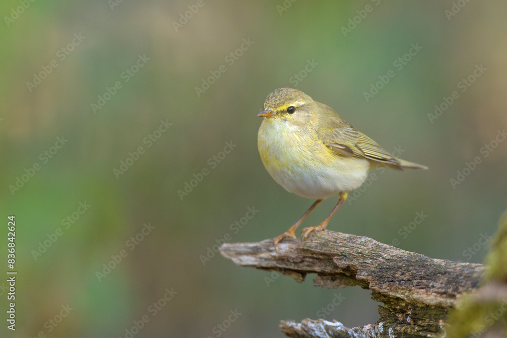 Piecuszek (Phylloscopus trochilus) Piecuszek (Phylloscopus trochilus)