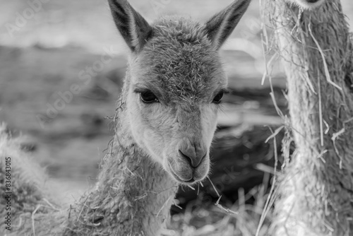 prortrait of an alpaca in black and white photo