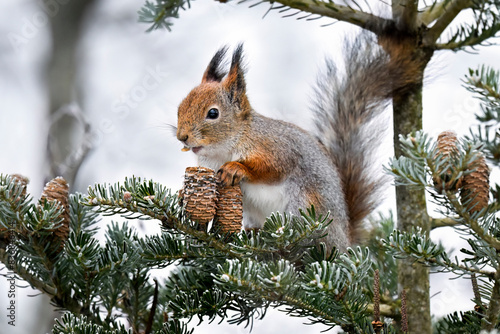 Squirrel eating conifer cone  in winter