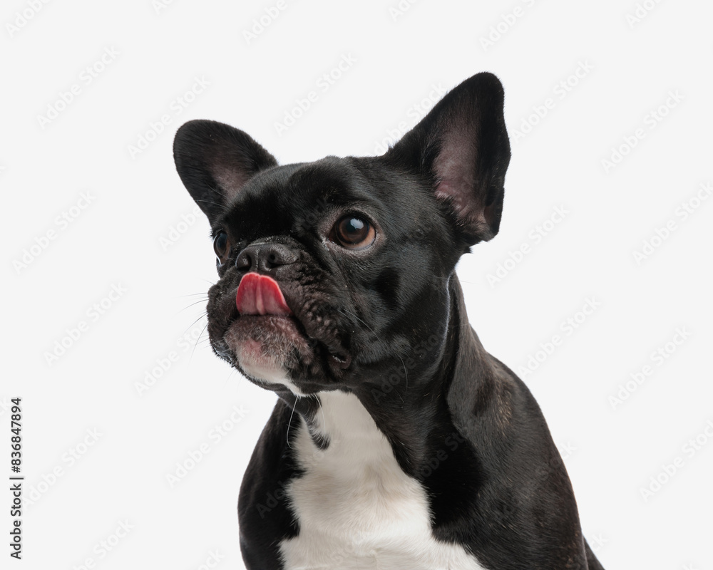 hungry french bulldog licking its nose and looking to side hungry french bulldog licking its nose and looking to side