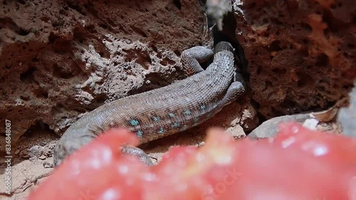Blue-spotted lizard native from the island of Lanzarote in the Canary archipelago eating fruit