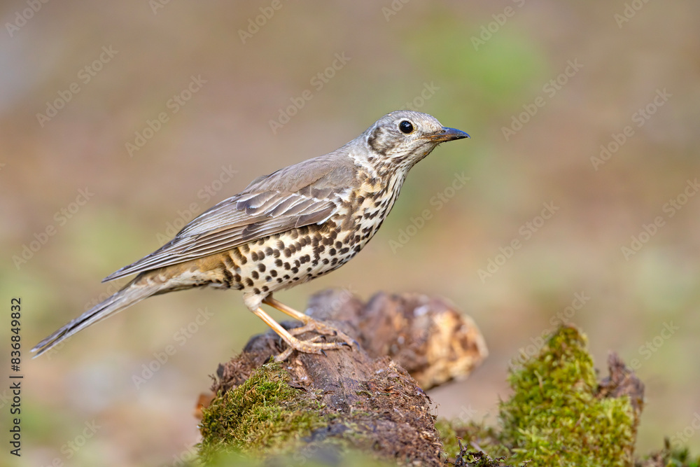 Paszkot (Turdus viscivorus) Paszkot (Turdus viscivorus)