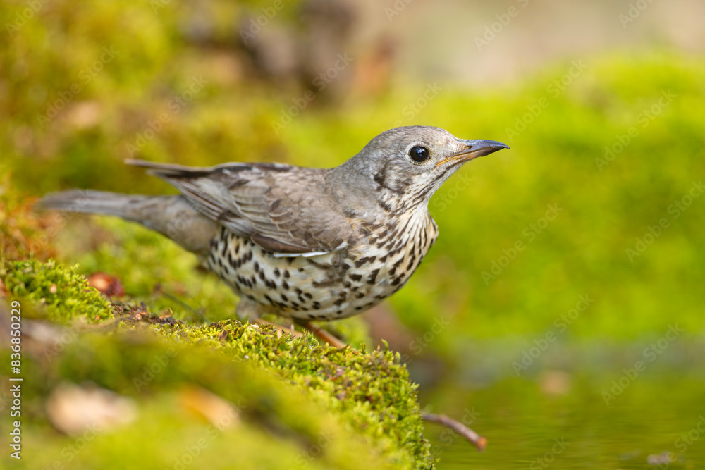 Paszkot (Turdus viscivorus) Paszkot (Turdus viscivorus)