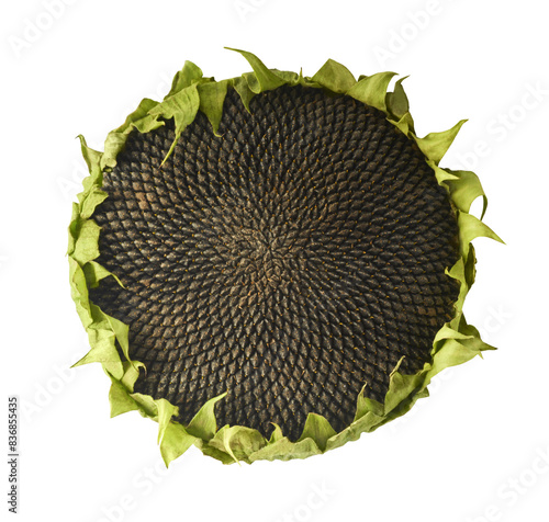 Fresh organic Sunflower falling in the air isolated on white background. High resolution image