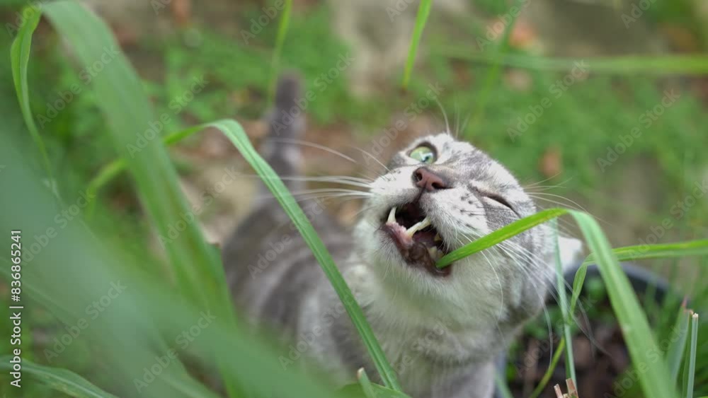 Gray tabby resting in the garden And there was something that made him look very interested. The cat lifted up and stared intently at something.4K. Gray tabby resting in the garden And there was something that made him look very interested. The cat lifted up and stared intently at something.4K.