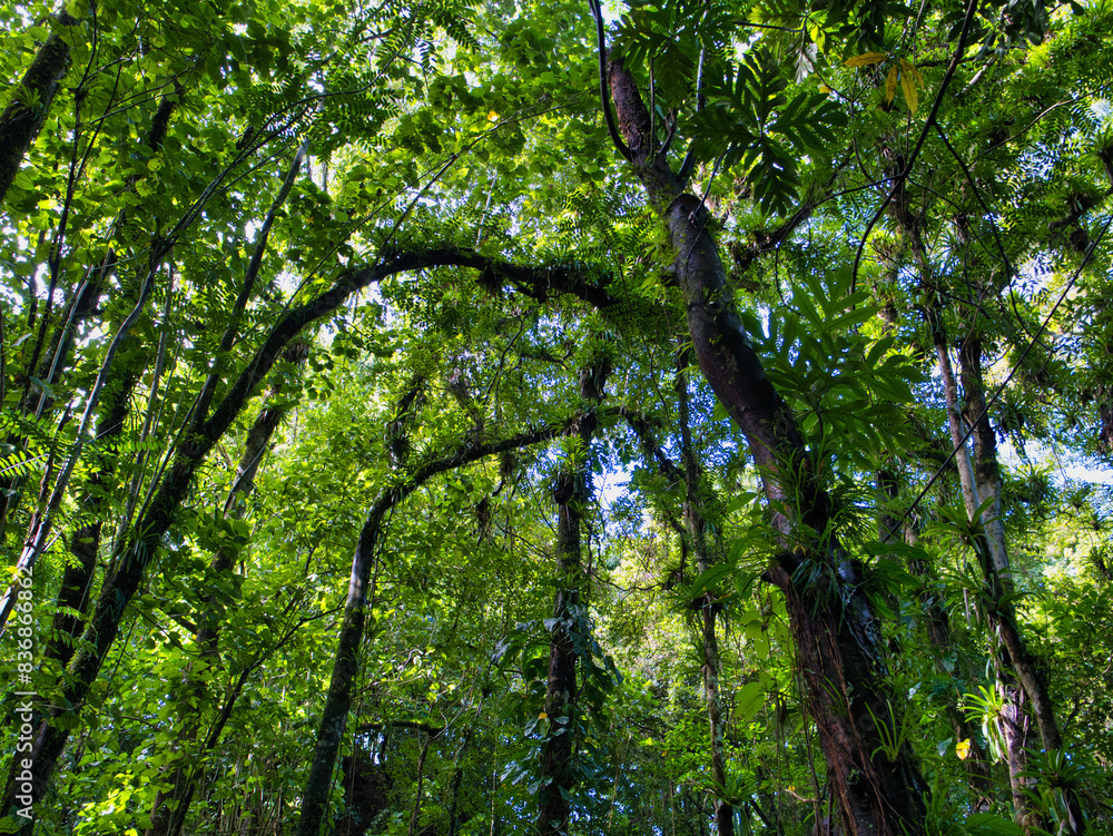 Pristine, dense rain forest showing lush foliage on the Vermont Nature Trail on the Caribbean island of St Vincent. Pristine, dense rain forest showing lush foliage on the Vermont Nature Trail on the Caribbean island of St Vincent.