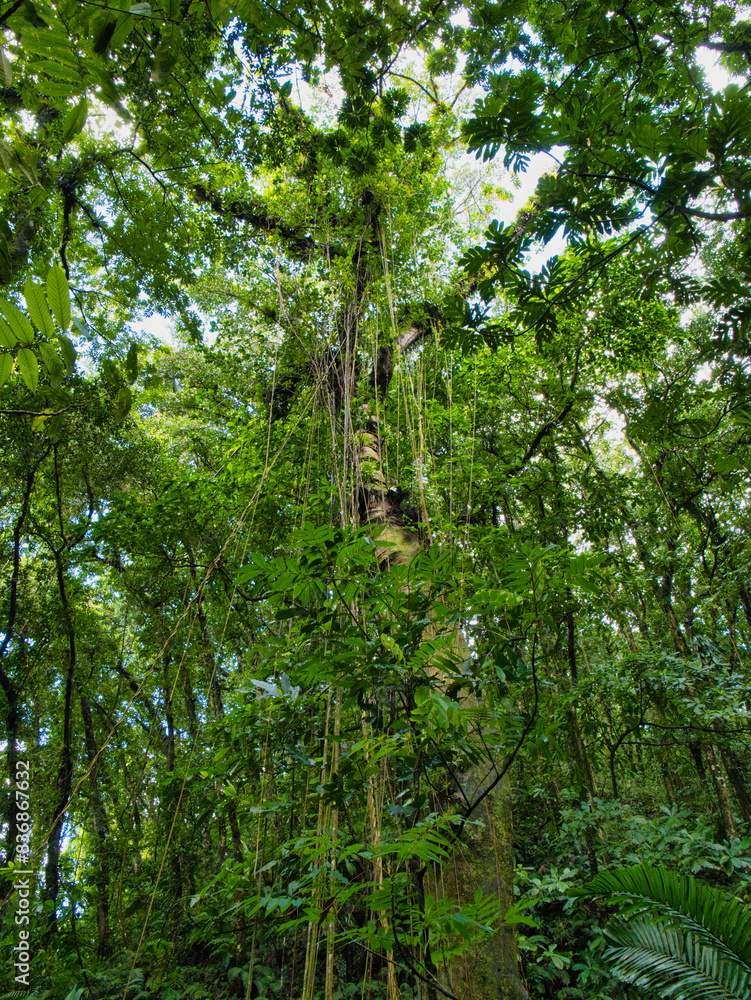 Fototapeta premium Pristine, dense rain forest showing lush foliage on the Vermont Nature Trail on the Caribbean island of St Vincent.
