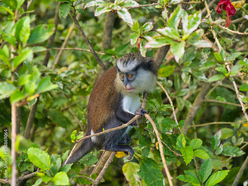 Photography One mona monkey in a tree on the island of Grenada in the Caribbean
