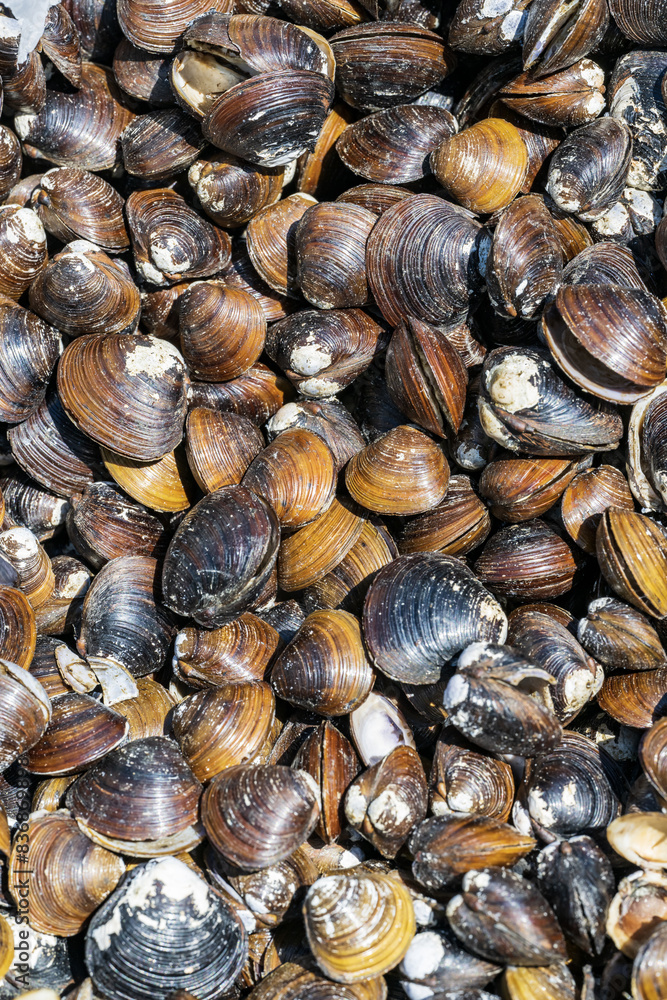 background of clam shells background of clam shells