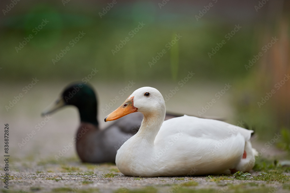 Two Indian runner ducks lay down Two Indian runner ducks lay down
