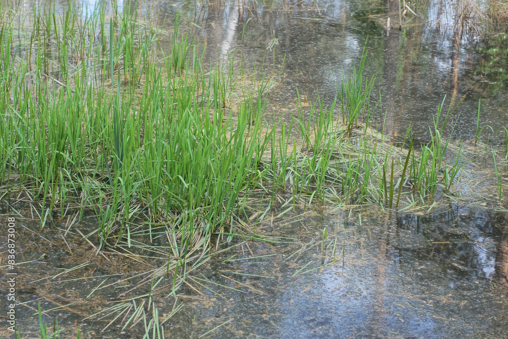 green gray grass in water overgrown swamp in nature green gray grass in water overgrown swamp in nature