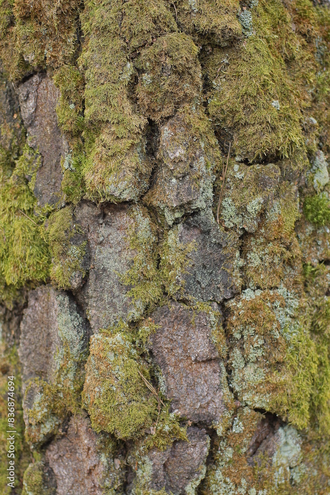 natural plant texture of gray brown bark and green moss on an oak tree natural plant texture of gray brown bark and green moss on an oak tree