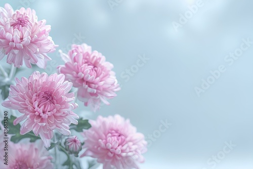 Pink chrysanthemum flowers on pastel background with copy space for text  floral border frame banner template border design nature concept. Blurred spring background