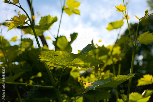 Many fresh green leaves of a vine in backlight with lots of sun.