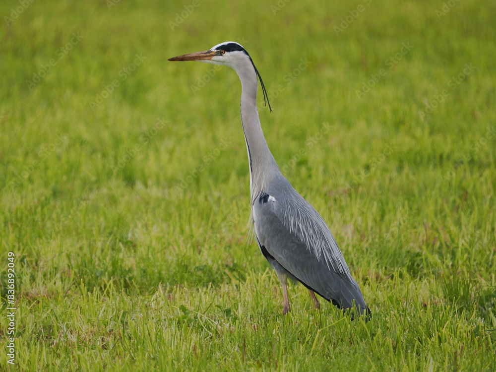 Blue heron standing in field, making eye contact with camera Blue heron standing in field, making eye contact with camera