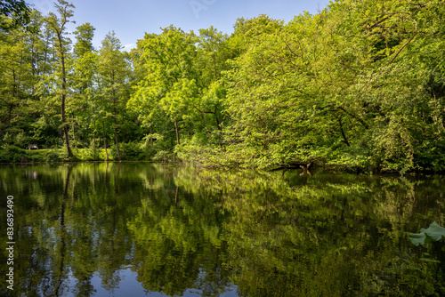 A small pond surrounded by trees