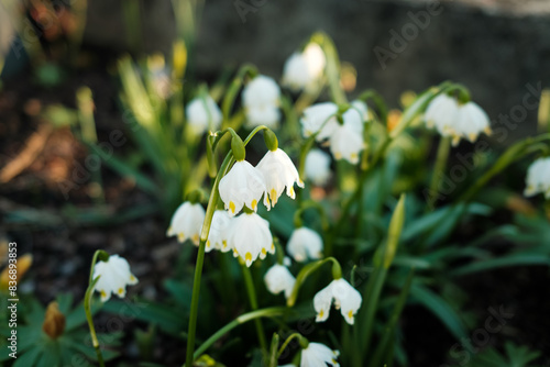 Maiglöckchen, Maigloeckchen, Schneeglöckchen, Schneegloeckchen