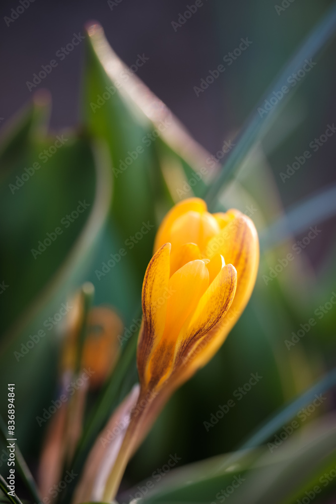 Naklejka premium Krokus im Frühling