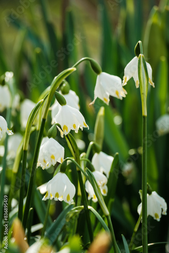 Maiglöckchen, Maigloeckchen, Schneeglöckchen, Schneegloeckchen photo