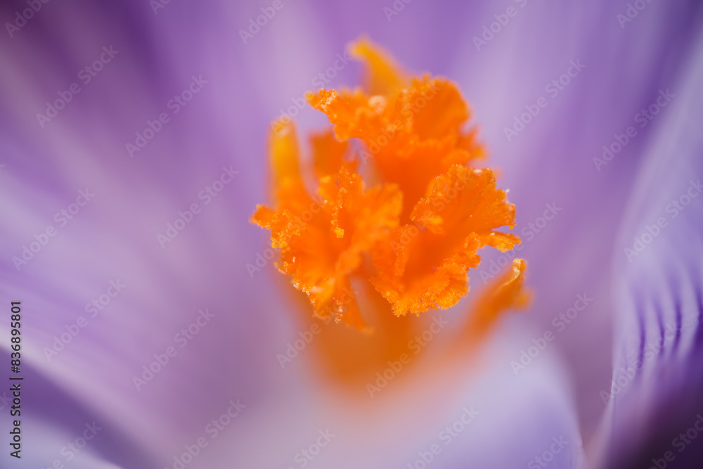 Fototapeta premium Krokus im Frühling