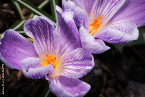 Krokus im Frühling photo