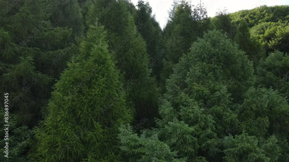 Mountain summer forest landscape aerial flight in sunny light. Coniferous green trees cover wild hills. Low angle view. Nature background. Travel, outdoor tourism, active vacation Mountain summer forest landscape aerial flight in sunny light. Coniferous green trees cover wild hills. Low angle view. Nature background. Travel, outdoor tourism, active vacation