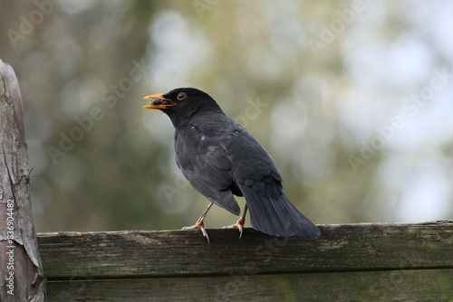 Fotografía Schwarzamsel mit Futter