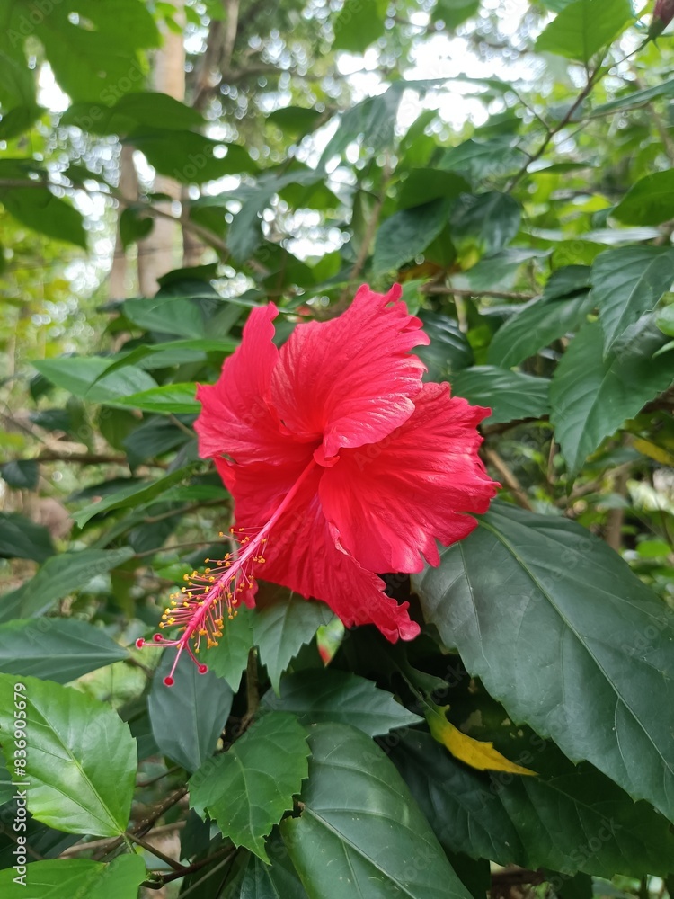Hibiscus is a genus of flowering plants in the mallow family, Malvaceae. Hibiscus is a genus of flowering plants in the mallow family, Malvaceae.