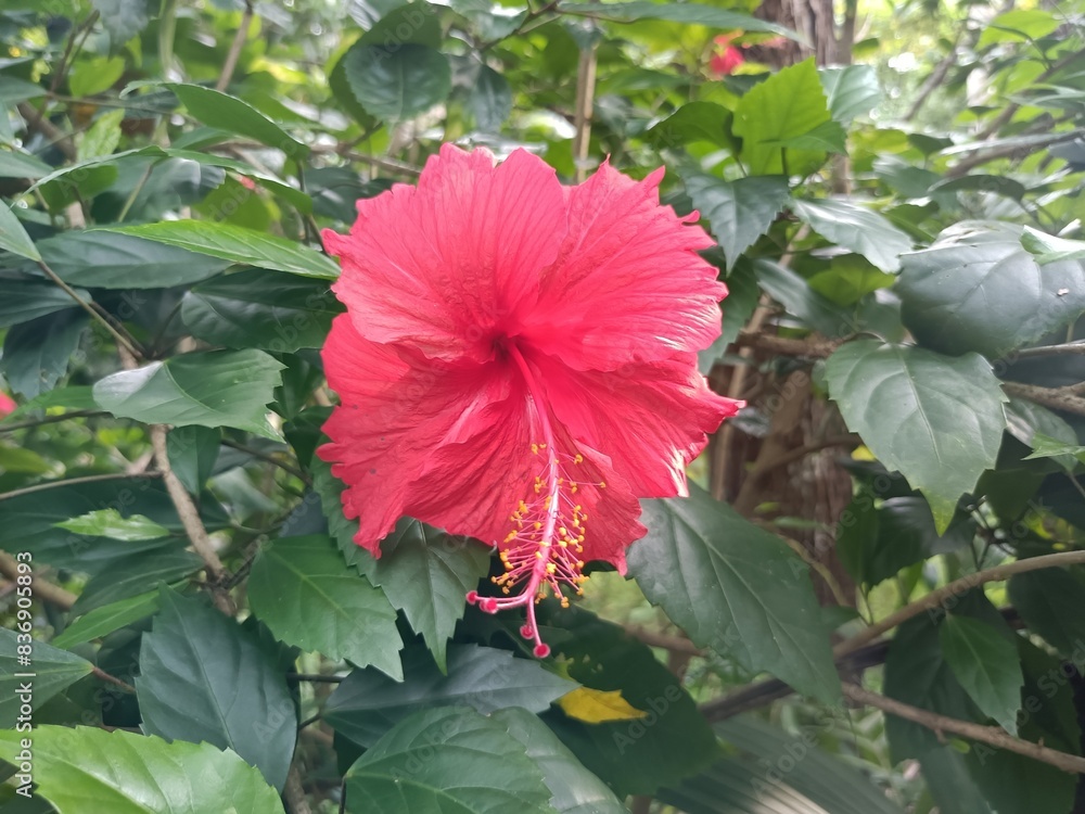 Hibiscus is a genus of flowering plants in the mallow family, Malvaceae. Hibiscus is a genus of flowering plants in the mallow family, Malvaceae.