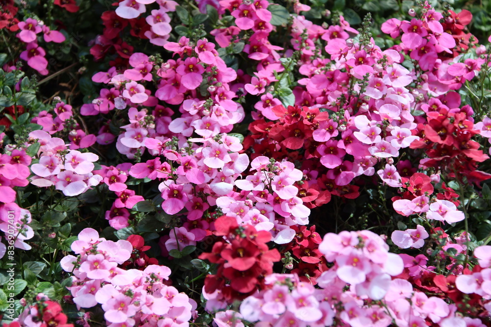 Diascia barberae, called twinspur - red and pink Diascia barberae, called twinspur - red and pink