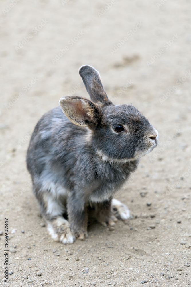 Cave rabbits raised in mountain hell in Dabeppu, Kyushu, Japan Cave rabbits raised in mountain hell in Dabeppu, Kyushu, Japan