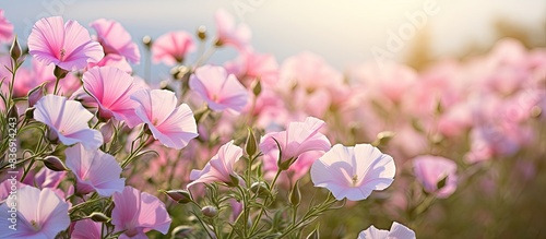 Close-up of pink and white Convolvulus arvensis wildflowers with copy space image. photo