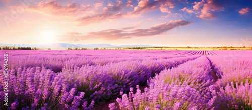 Stunning lavender field showcasing beautiful nature with vibrant flowers in a tranquil setting  perfect for a copy space image.