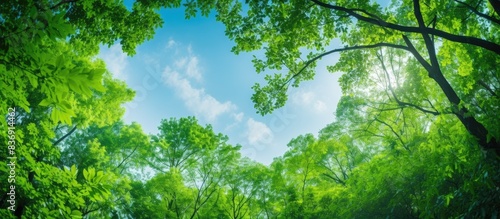 Lush green forest trees with branches  set against a clear sky background  providing fresh oxygen  in a copy space image.