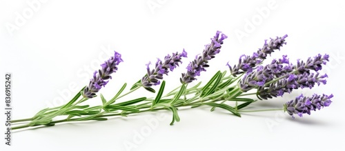 A Lavender stem, Lavandula angustifolia, Lavandula officinalis, isolated on a white background with copy space image.