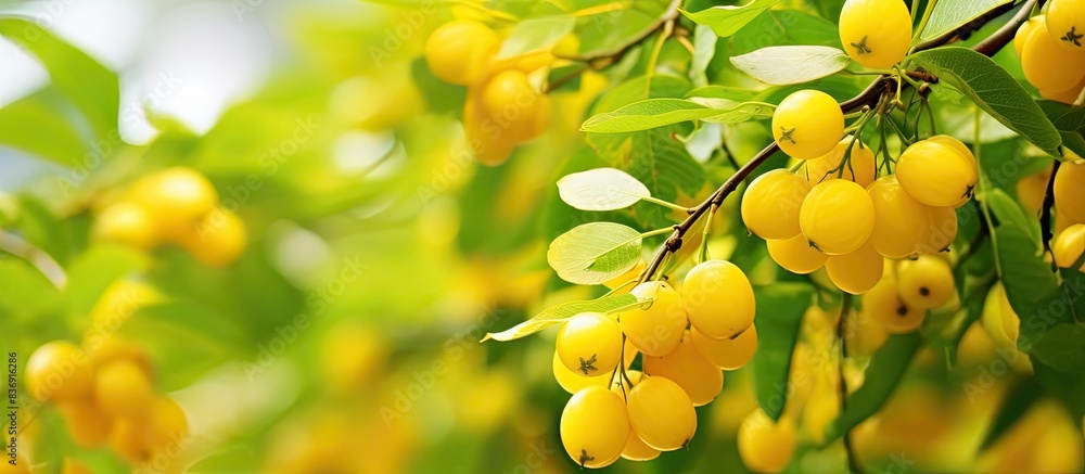 A yellow-flowered goldshower plant bears round, green fruit with a blurred leafy background, suitable as a copy space image. A yellow-flowered goldshower plant bears round, green fruit with a blurred leafy background, suitable as a copy space image.