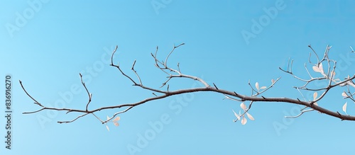 Tree branches reaching into the clear blue sky  creating an idyllic copy space image.