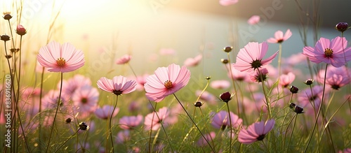 Cosmos flower facing sun in grass, with copy space image of pink cosmos flowers. © meristock