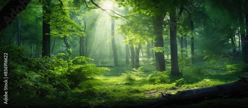 Green forest illuminated by sunlight with copy space image.