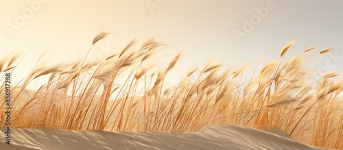 Amidst the Bledow Desert, Marram grass (Ammophila arenaria) stands gracefully, creating a scenic landscape, perfect for a copy space image.